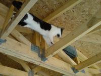 trusses trusses